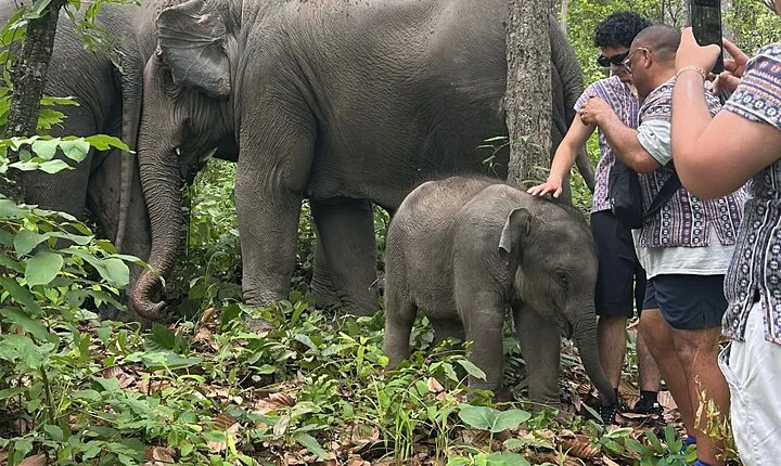 Chiang Mai 1 Day: Elephant Sanctuary, Waterfall & Bamboo Rafting