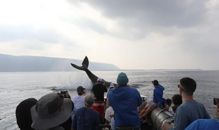 Whale Watching Expedition on Kauai