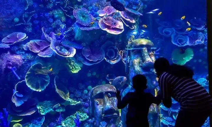 National Aquarium Abu Dhabi Entry Ticket