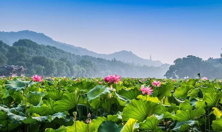Hangzhou Private Customized Day Trip from Shanghai by Bullet Train