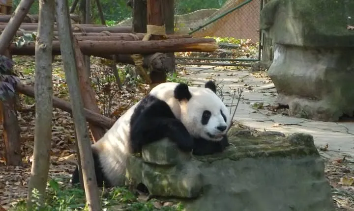 Private Tour: 3-Night Sichuan Explore from Chengdu to Leshan and Mt Emei