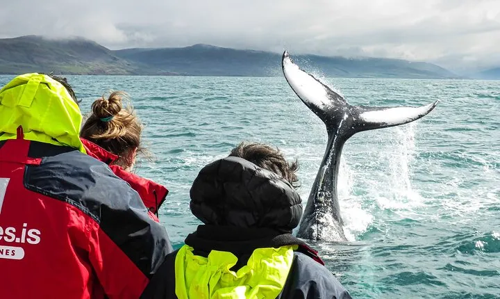 100% Whale Watching