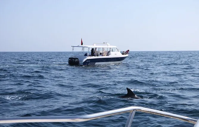 Snorkeling and Dolphin Sightseeing Group Experience