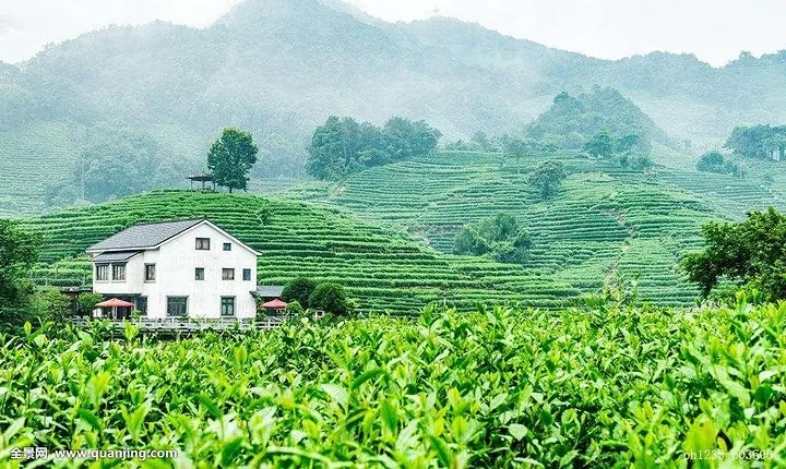 Authentic Hangzhou Longjing Tea Culture Experience Tour 
