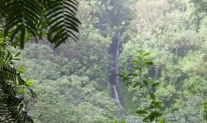 Rainforest Waterfall Trail and Shuttle Service