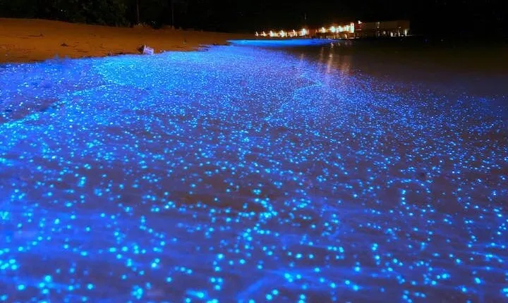 Mystical Nights: Fireflies & Blue Tears Adventure