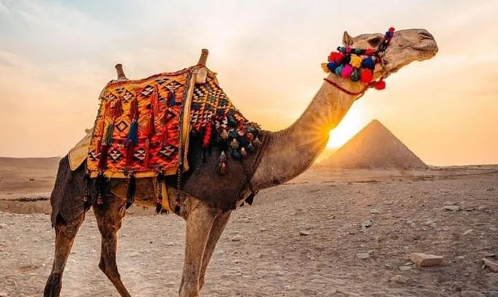Pyramids camel ride