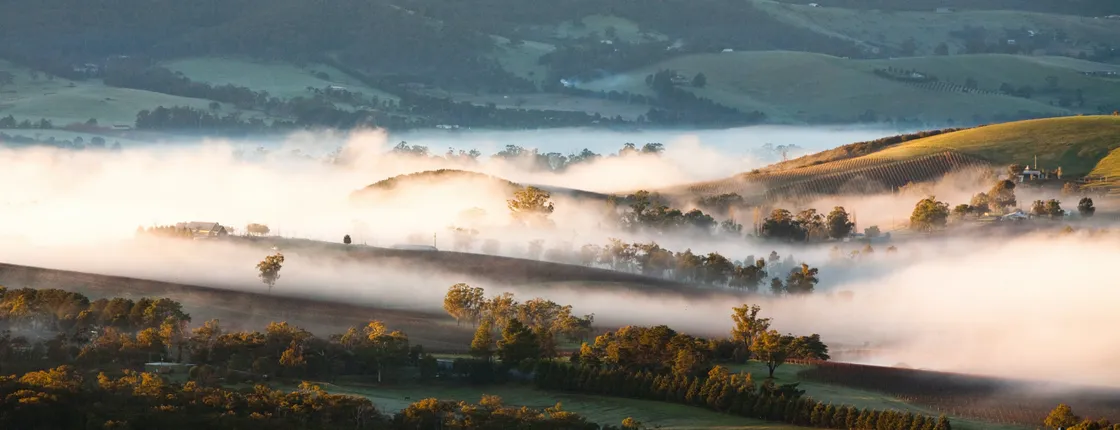 Yarra Valley Bus Wine Tour including lunch with a glass of wine and chocolate
