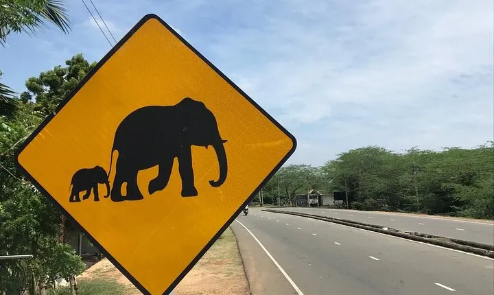 Half Day Safari Guided Tour
