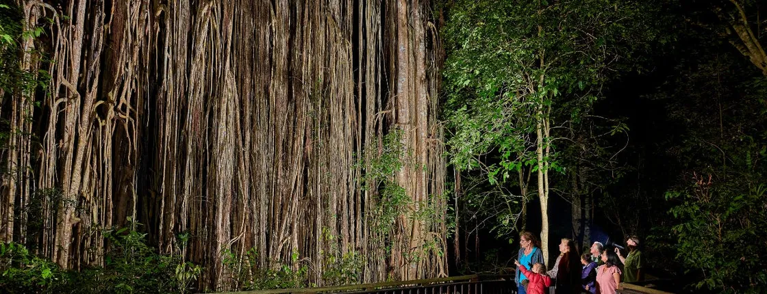 Rainforest and nocturnal wildlife tour from Cairns