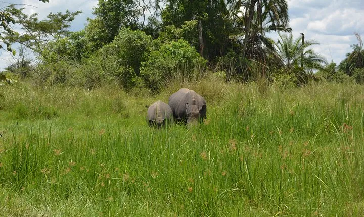 3-Days Murchison Falls Vacation Including Big 5 Sighting!