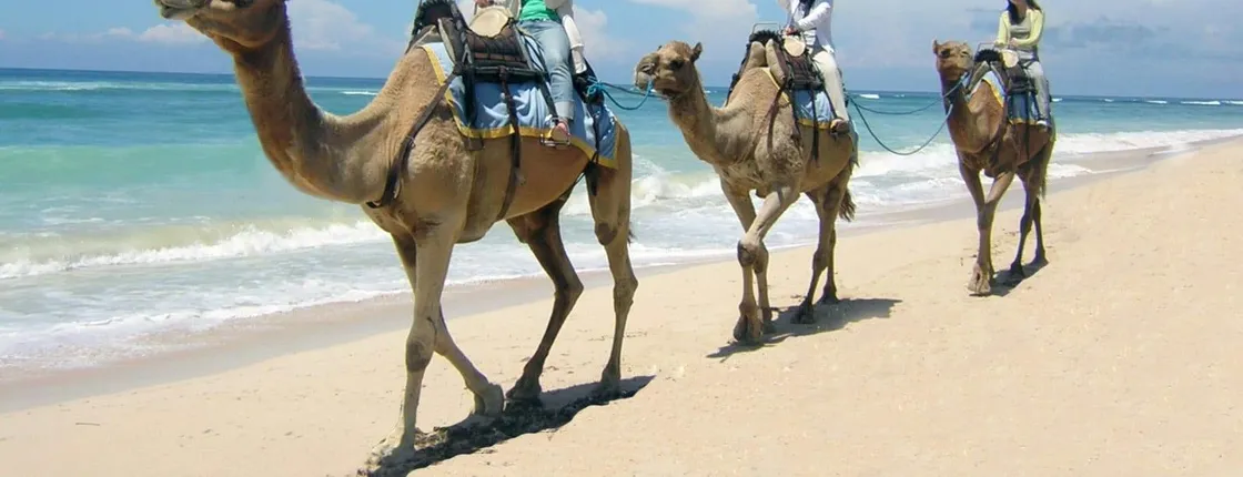 Camel Safaris Ride - 1 hour
