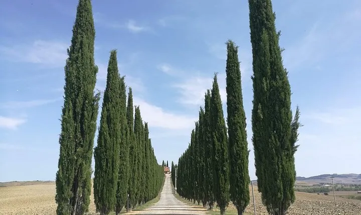 Montepulciano Wine & Pienza Flavours Day Tour from Rome