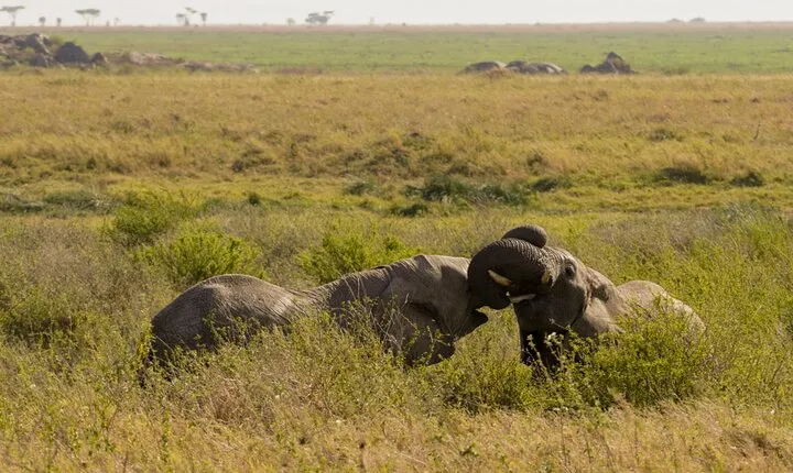 1 Day Trip Tarangire National Park