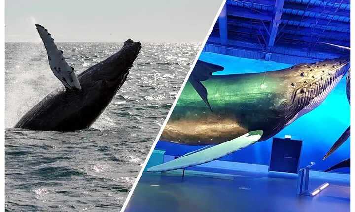 Deluxe Whale Watching and Whales of Iceland Exhibition Combo from Reykjavik
