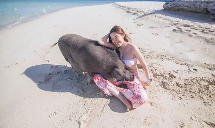 Koh Samui Pig Island Tour by Speedboat with Snorkeling