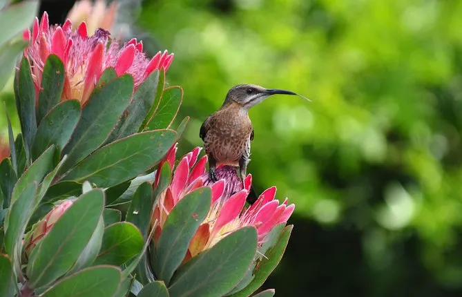 Fernkloof Guided Half day Walk