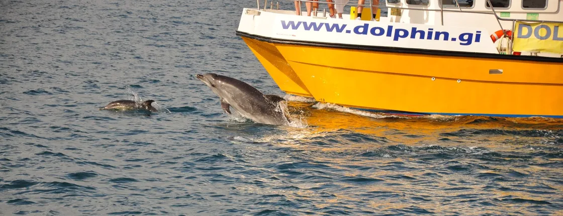 Gibraltar tour with dolphin watching cruise from Malaga