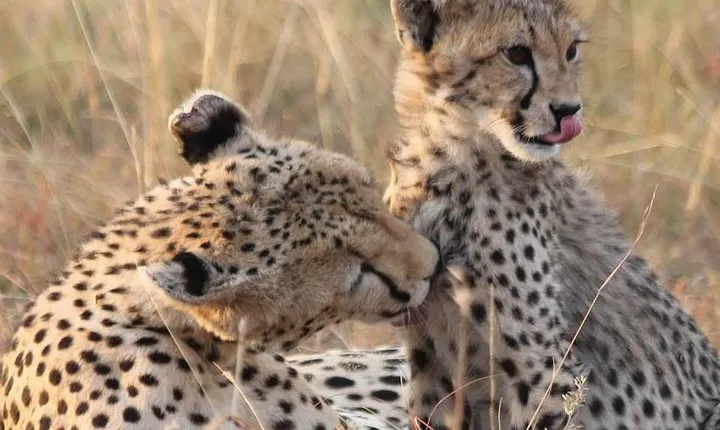 2 Days Lodge Safari - Lake Manyara and Ngorongoro Crater