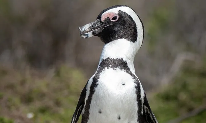 Cape Peninsula & Penguins Private Day Tour, Entrances Included.