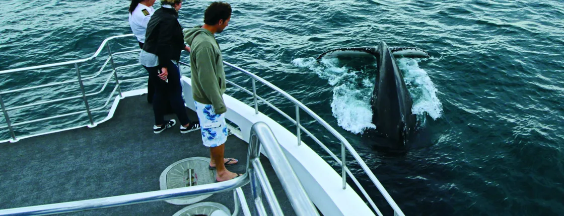 Whale watching cruise tour
