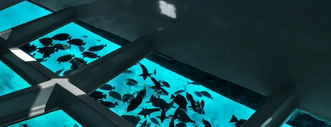 Coral viewing glass bottom-boat tour in Aqaba with open buffet