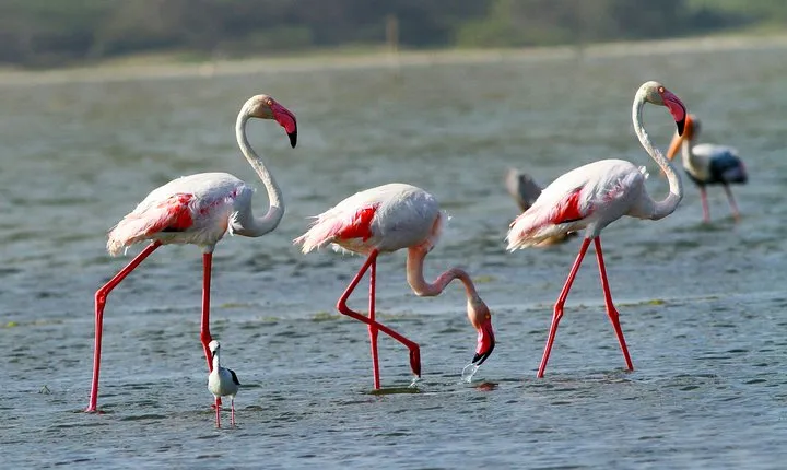 Half Day Safari at Bundala National Park