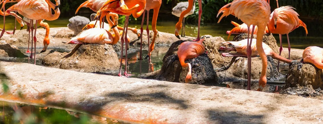 Barcelona Zoo Admission Tickets