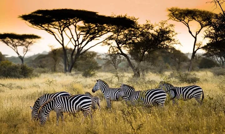 4 Days / 3 Nights Lake Manyara, Ngorongoro and Serengeti