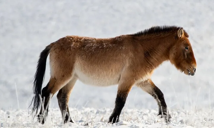 Winter Mongolia Private Day Tour in Hustai Nuruu National Park