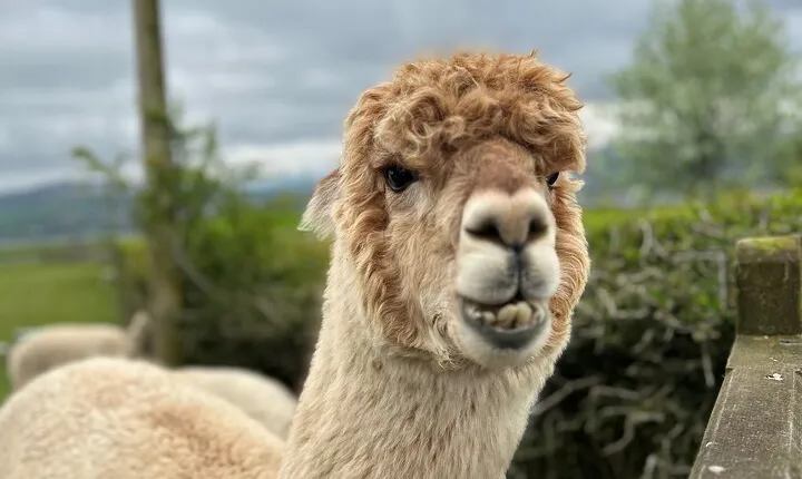 Highland Cows, Walk Alpacas & Scottish Wildlife Centre from Edin.