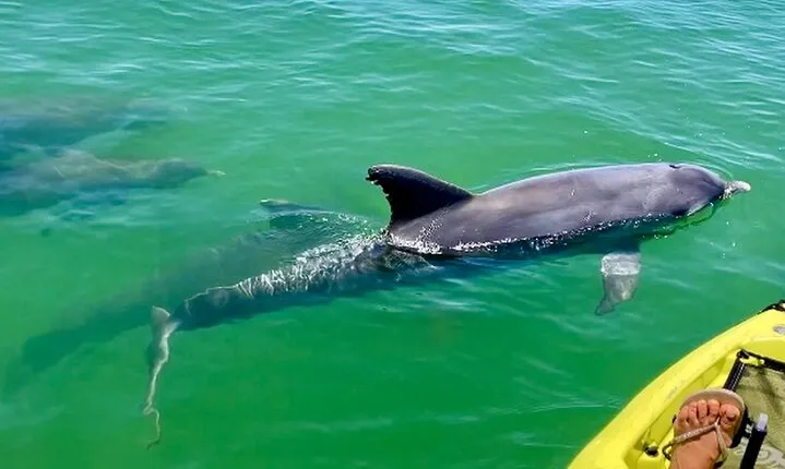 Relax & Explore Pedal Kayak Tour Marco Island and Naples, fl