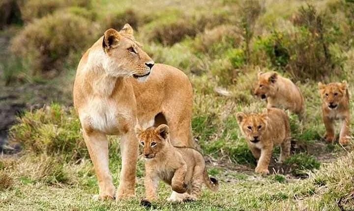 8 Days safari Selous GR / Mikumi NP and Ruaha NP