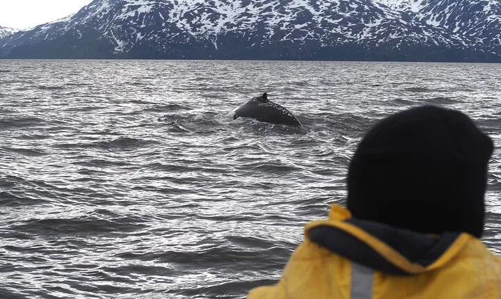 Small group Whale watching
