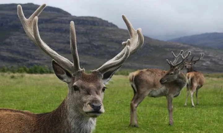 "Deer of the Atlas: Tazekka Natural Park & Ifrane Eco Tour | Private & Luxury
