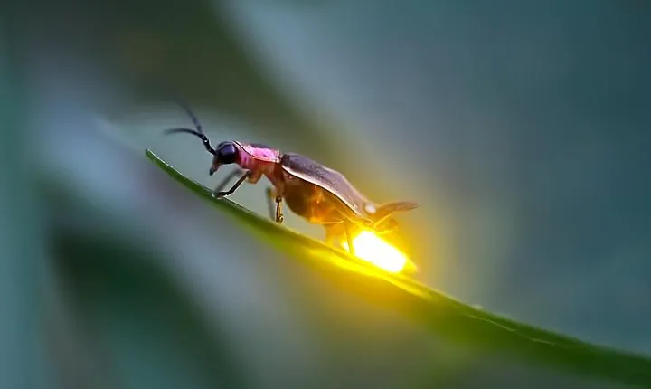 Kuala Selangor Firefly Tour