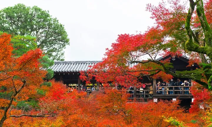 Exploring Autumn Foliage: Tofukuji, Fushimi Inari, and Uji Tour