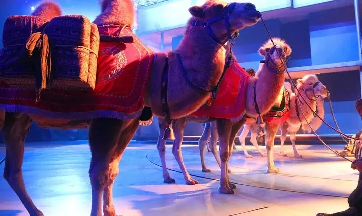 Xi'an Silk Road: Legend of Camel Bell Show Ticket with Transfer