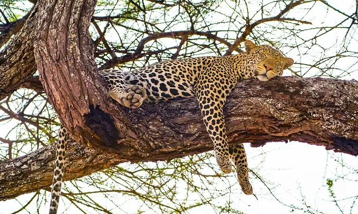 5-Day Guided Tour in Serengeti, Ngorongoro, Tarangire and Manyara