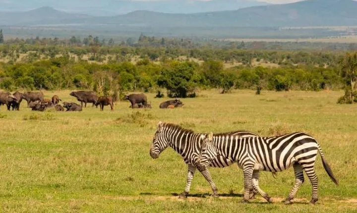 3 Days Safari to Ol Pejeta Conservancy from Nairobi