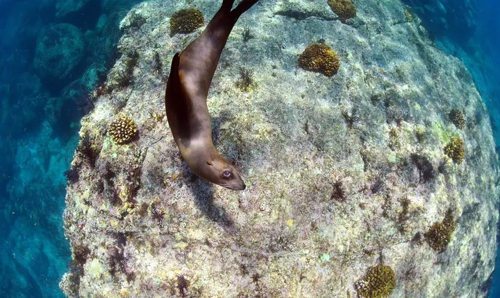 All-Inclusive Catamaran Tour | Beaches & Sea Lions from Los Cabos