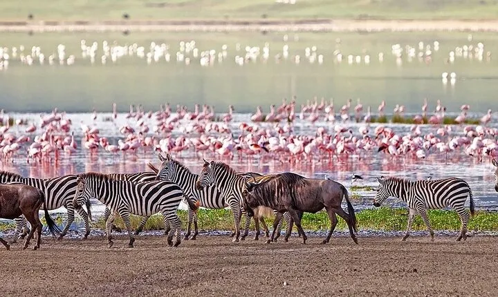 3 Day Tanzania Safari Exploring Manyara Ngorongoro and Tarangire