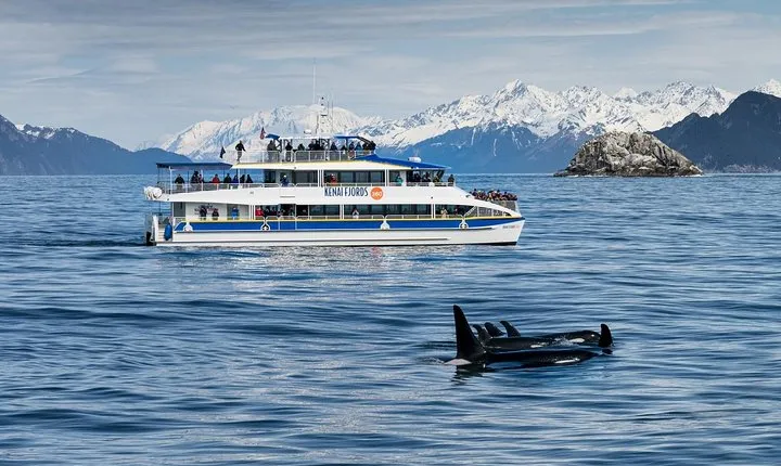Kenai Fjords National Park Glacier & Wildlife Cruise