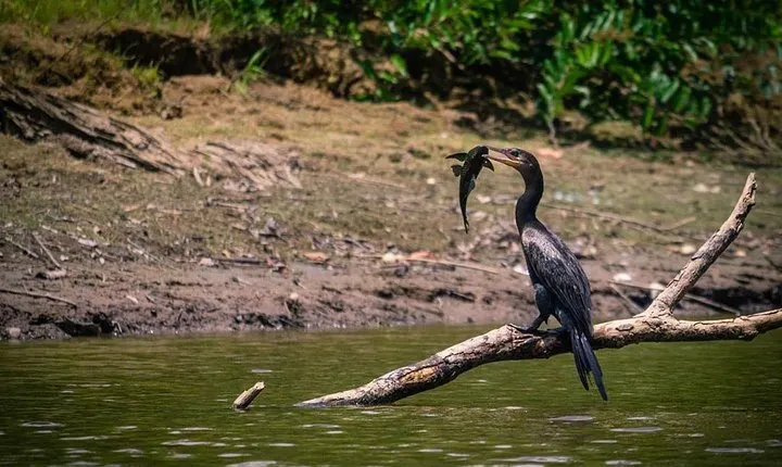 Pacaya Samiria National Park from Tarapoto 5 days and 4 nights