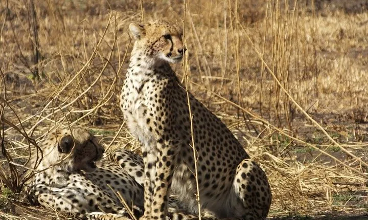 3 Days Ngorongoro Crater and Serengeti Safari.