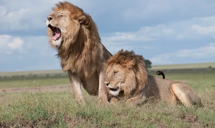 1 Day Tanzania Sharing Budget Group joining Tour to Ngorongoro