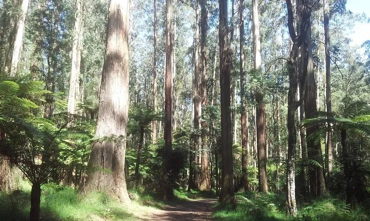 Dandenong Ranges Private Day Tour