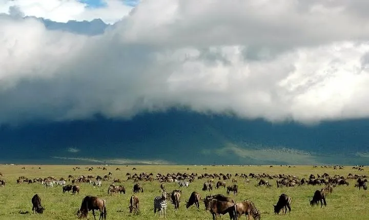 3 Days Joined Group Safari Ngorongoro,Lake Manyara and Tarangire National Park