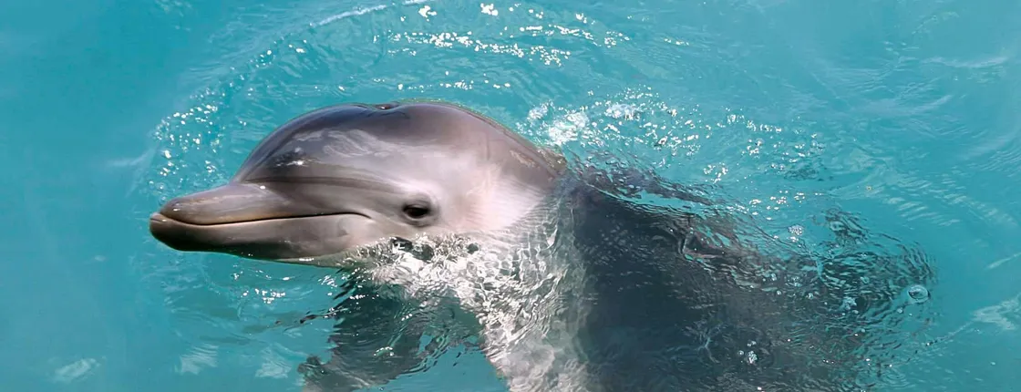 Royal dolphin swim experience ticket at Puerto Aventuras