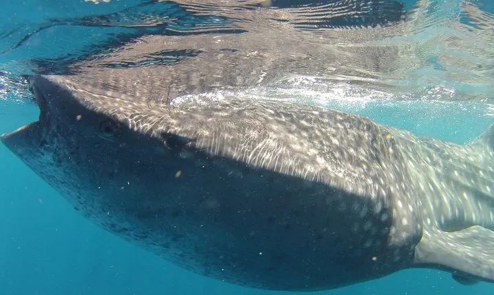 Small-Group Whale Shark and Snorkeling Tour from Cancun